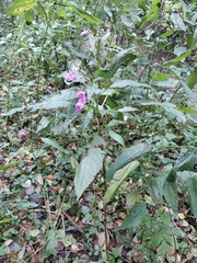 Impatiens glandulifera