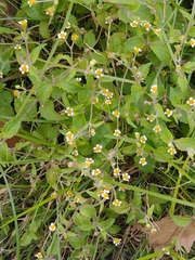 Galinsoga quadriradiata