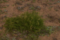 Corynotheca acanthoclada