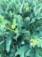 Ornithopus compressus