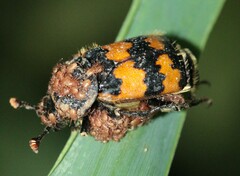 Nicrophorus vespillo