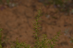 Corynotheca acanthoclada