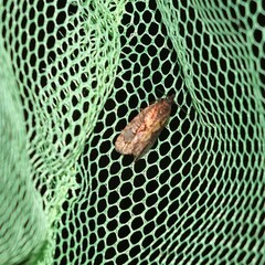 Cryptaspasma querula