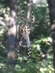 Argiope florida