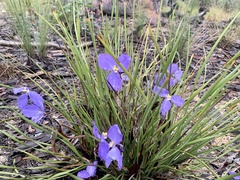 Patersonia