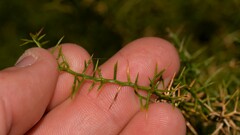 Corynotheca acanthoclada