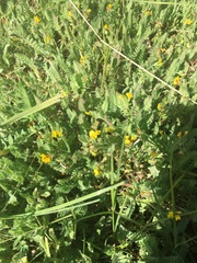 Ornithopus compressus