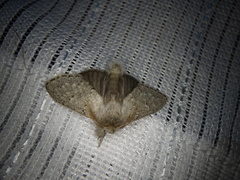 Cnethodonta grisescens