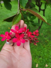 Jatropha integerrima