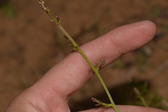 Corynotheca acanthoclada