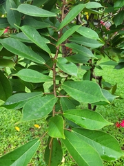 Jatropha integerrima