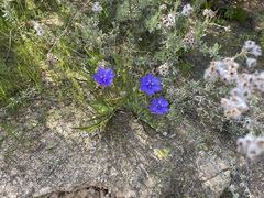 Aristea africana