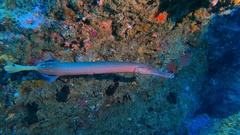 Aulostomus chinensis