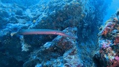 Aulostomus chinensis