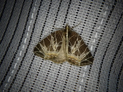 Evecliptopera illitata