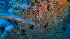 Aulostomus chinensis