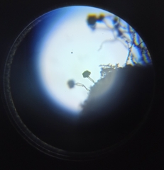 Aspergillus