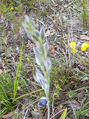Thelymitra macrophylla