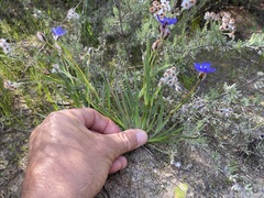 Aristea africana