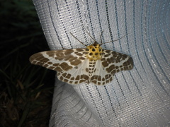 Pogonopygia nigralbata