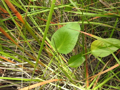 Liparophyllum exaltatum