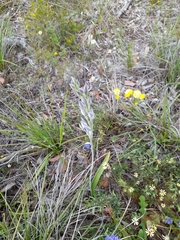 Thelymitra macrophylla