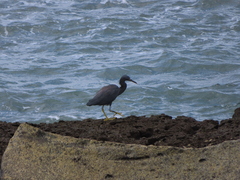 Egretta sacra