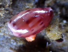 Notocypraea comptonii