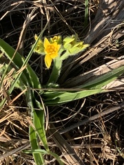 Hypoxis hemerocallidea