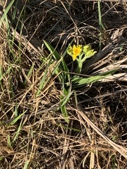 Hypoxis hemerocallidea