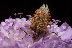 Agonoscelis versicoloratus