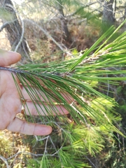 Pinus pinaster