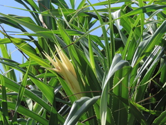 Pandanus odorifer