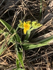 Hypoxis hemerocallidea