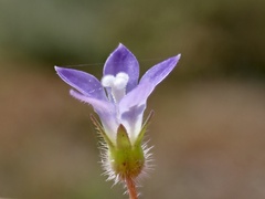 Wahlenbergia gracilenta