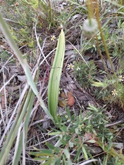 Thelymitra macrophylla