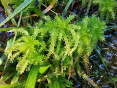 Sphagnum squarrosum