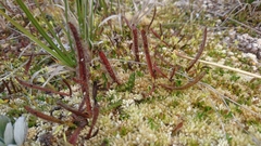 Drosera arcturi