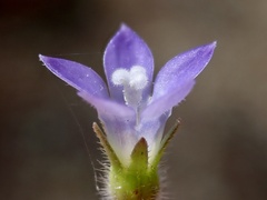 Wahlenbergia gracilenta