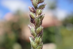 Tragus berteronianus