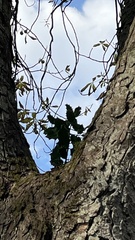 Ilex aquifolium