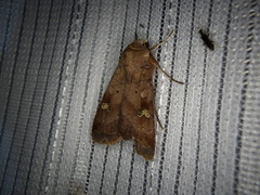 Diarsia canescens