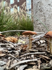 Psathyrella bipellis