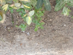 Parietaria judaica