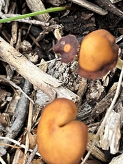 Psathyrella bipellis