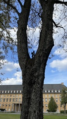 Ilex aquifolium