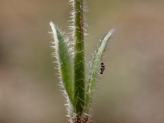 Wahlenbergia gracilenta