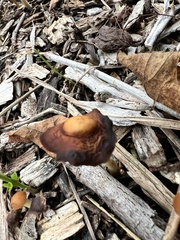 Psathyrella bipellis