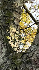 Ilex aquifolium