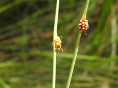 Chorizandra cymbaria